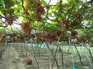Rượu nho nguyên chất, rượu vang, mật nho, rượu nho phan rang
